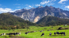 4D3N Family Signature Getaway